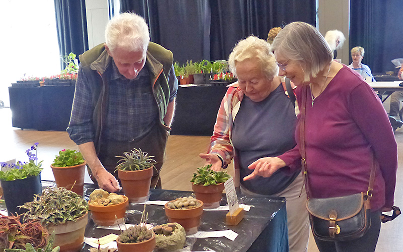 April 2026: Rock & Alpine Garden Society Spring Show - Old English Car ...